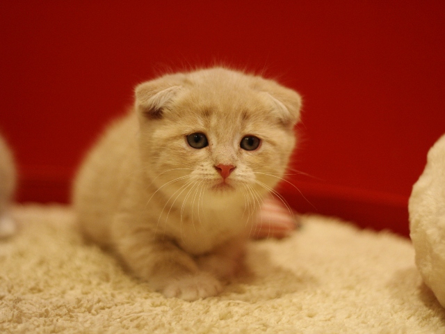 スコティッシュフォールドの子猫画像