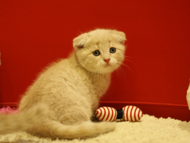 スコティッシュフォールドの子猫画像