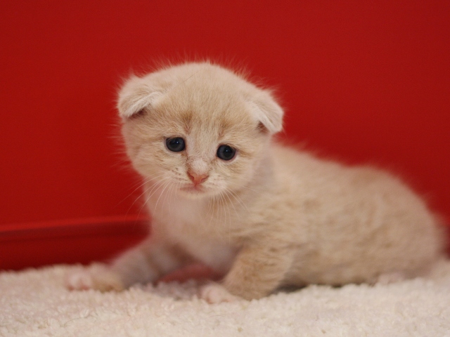 スコティッシュフォールドの子猫画像