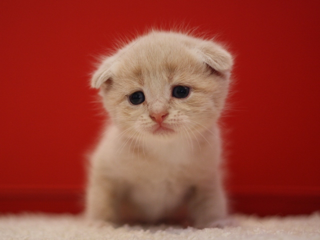 スコティッシュフォールドの子猫画像