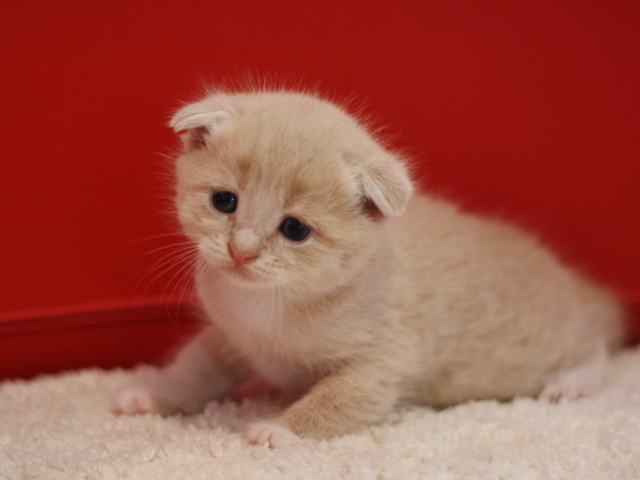 スコティッシュフォールドの子猫画像