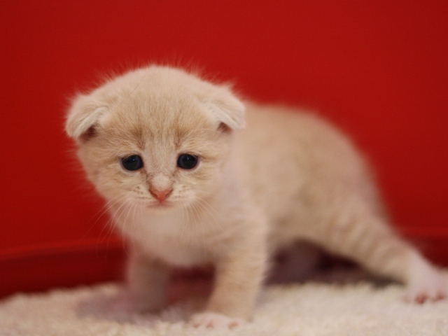 スコティッシュフォールドの子猫画像
