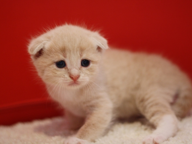 スコティッシュフォールドの子猫画像