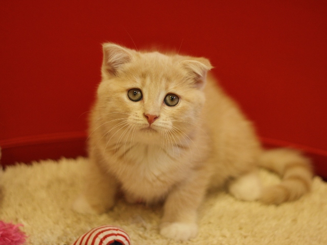 スコティッシュフォールドの子猫画像