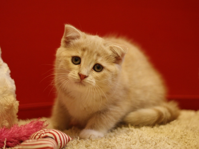 スコティッシュフォールドの子猫画像