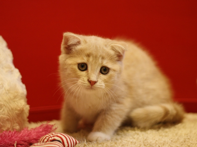 スコティッシュフォールドの子猫画像