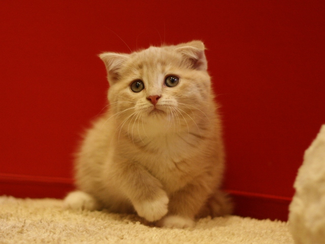 スコティッシュフォールドの子猫画像