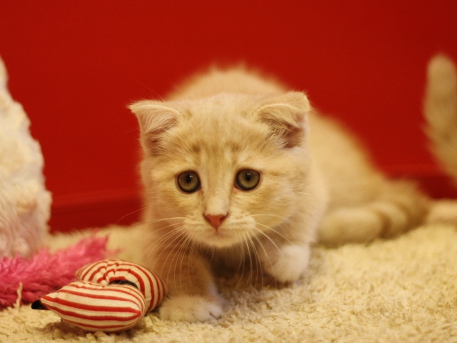 スコティッシュフォールドの子猫画像
