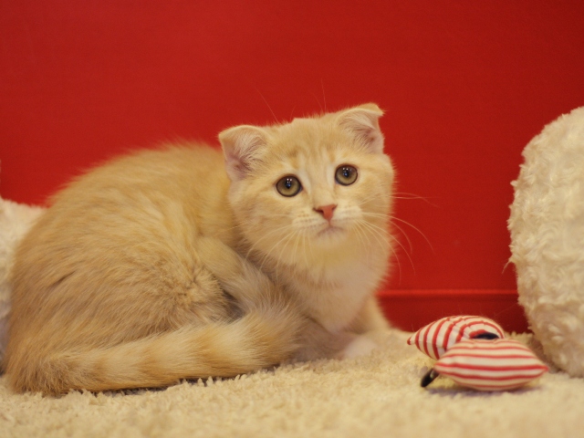 スコティッシュフォールドの子猫画像