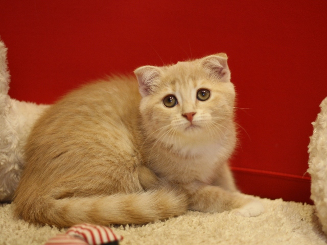スコティッシュフォールドの子猫画像