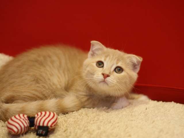 スコティッシュフォールドの子猫画像