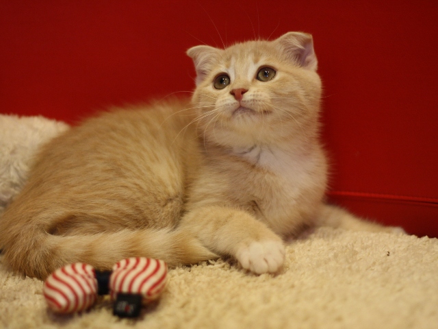 スコティッシュフォールドの子猫画像