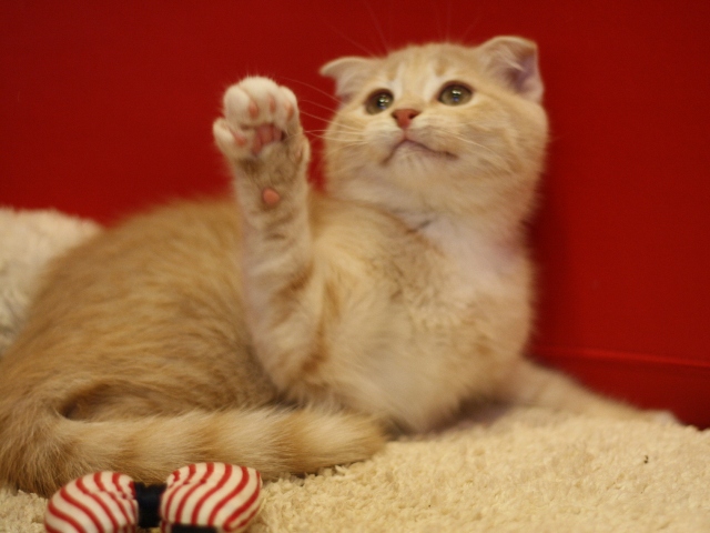 スコティッシュフォールドの子猫画像