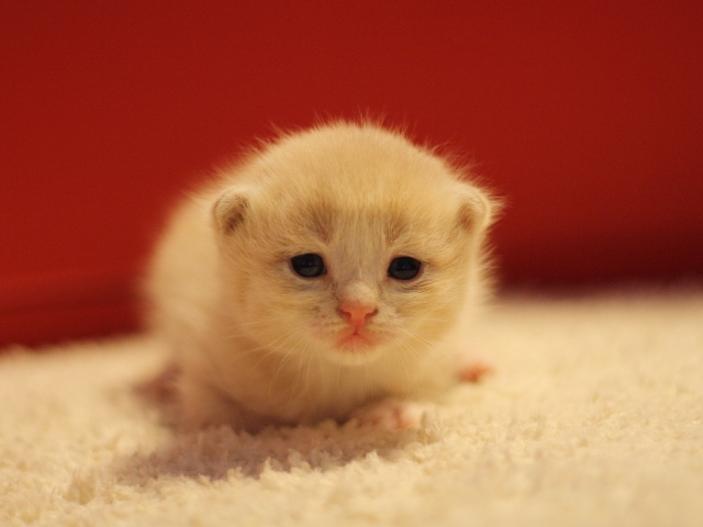スコティッシュフォールドの子猫画像
