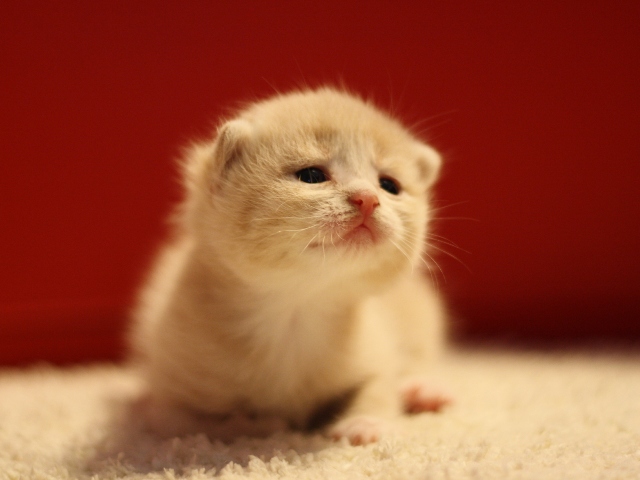 スコティッシュフォールドの子猫画像