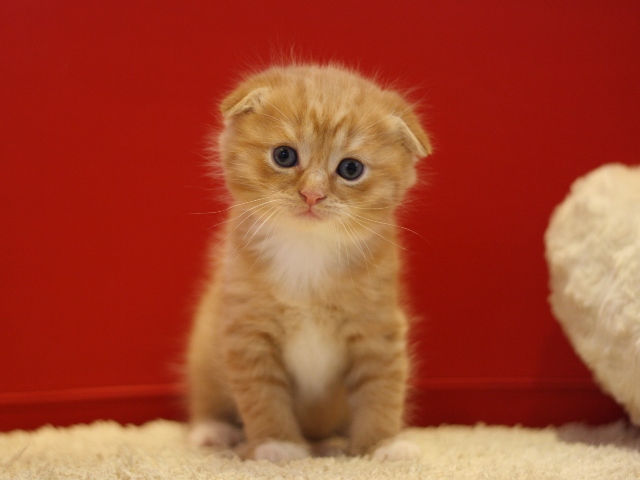 スコティッシュフォールドの子猫画像