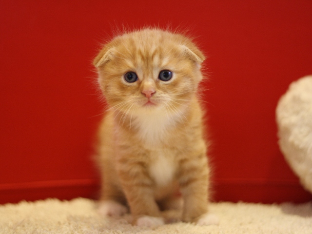 スコティッシュフォールドの子猫画像
