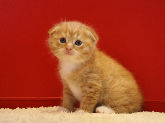 スコティッシュフォールドの子猫画像