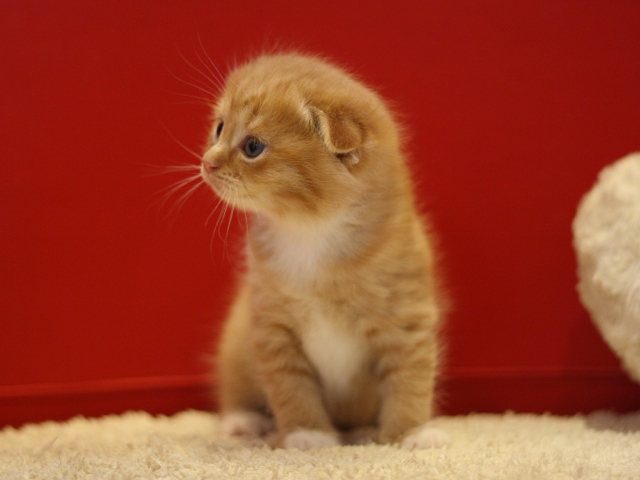 スコティッシュフォールドの子猫画像