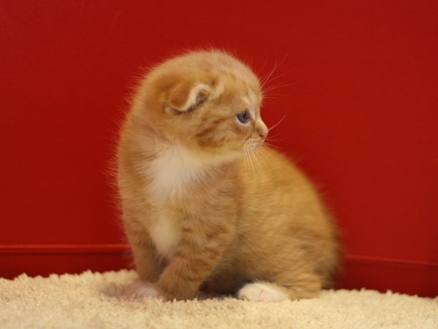 スコティッシュフォールドの子猫画像