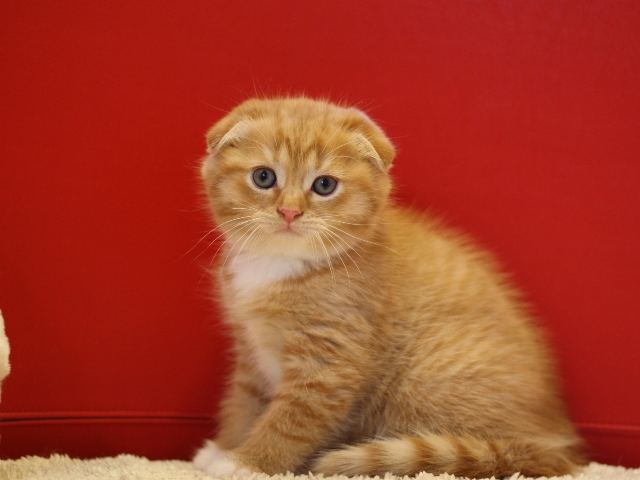 スコティッシュフォールドの子猫画像