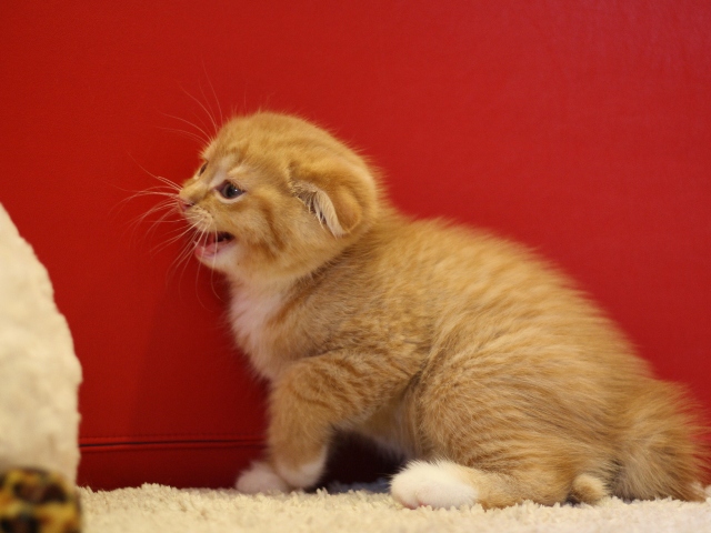 スコティッシュフォールドの子猫画像