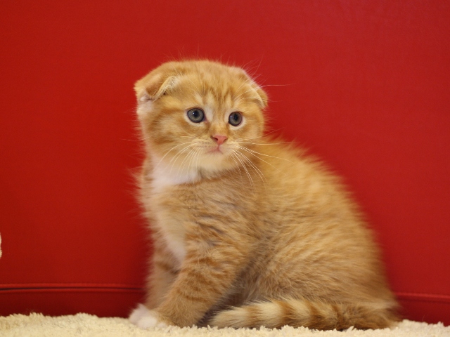 スコティッシュフォールドの子猫画像
