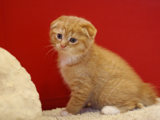スコティッシュフォールドの子猫画像