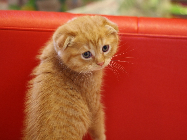 スコティッシュフォールドの子猫画像