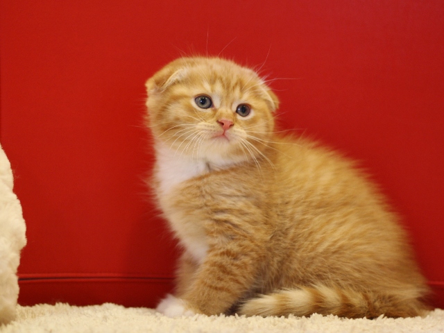 スコティッシュフォールドの子猫画像