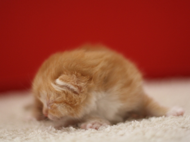 スコティッシュフォールドの子猫画像