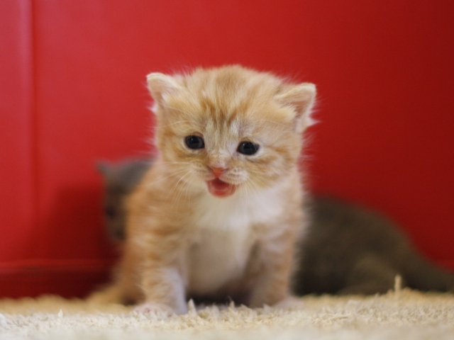 スコティッシュフォールドの子猫画像