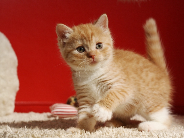 スコティッシュフォールドの子猫画像