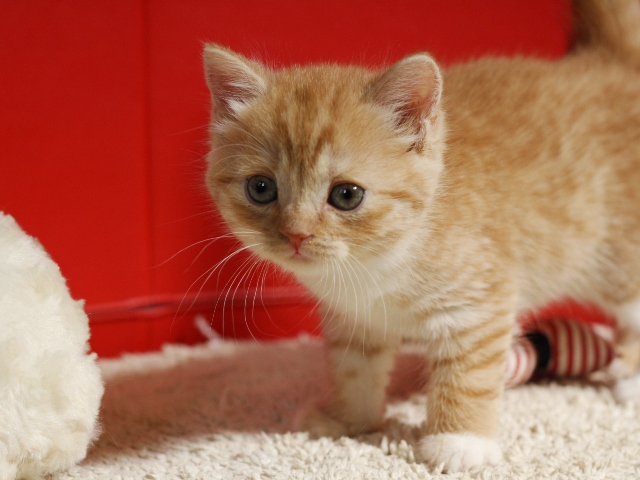 スコティッシュフォールドの子猫画像
