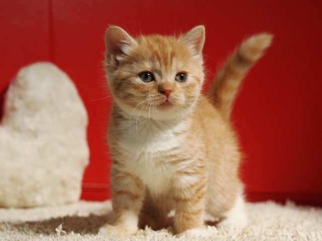 スコティッシュフォールドの子猫画像