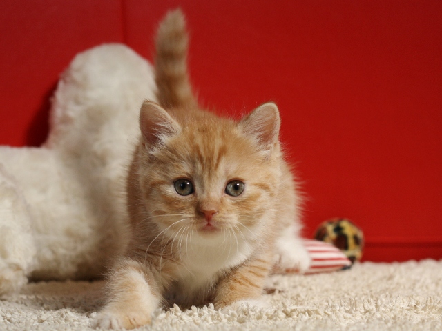 スコティッシュフォールドの子猫画像