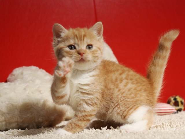 スコティッシュフォールドの子猫画像
