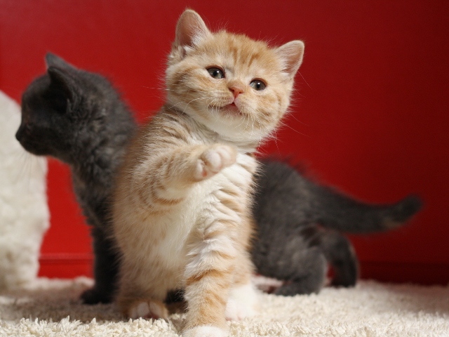 スコティッシュフォールドの子猫画像