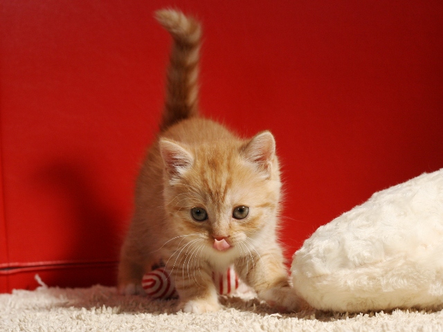 スコティッシュフォールドの子猫画像