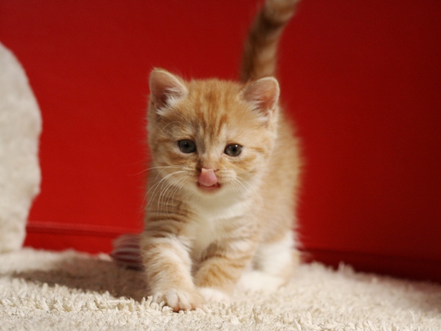 スコティッシュフォールドの子猫画像