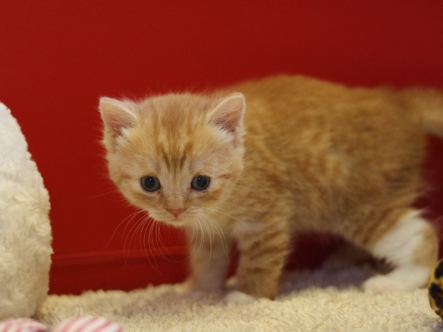 スコティッシュフォールドの子猫画像