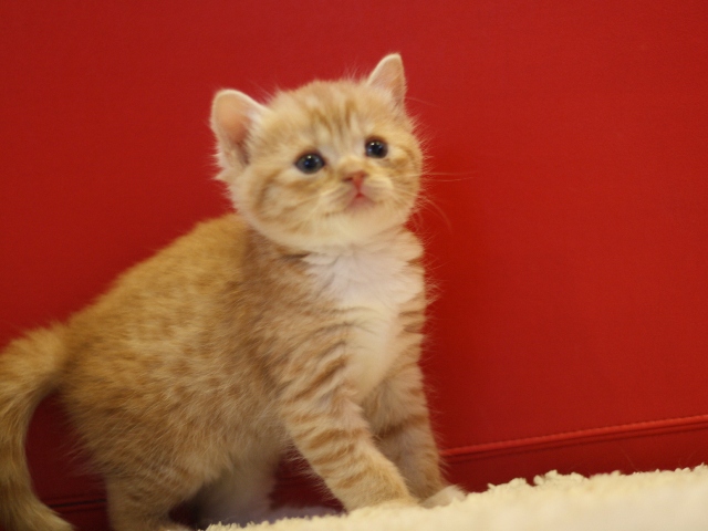スコティッシュフォールドの子猫画像