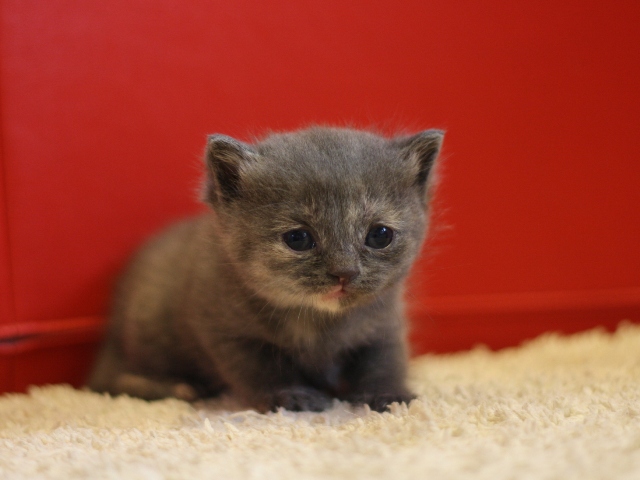 スコティッシュフォールドの子猫画像