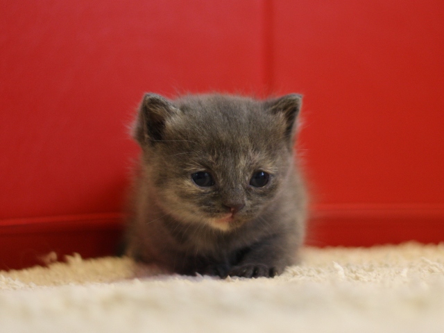 スコティッシュフォールドの子猫画像