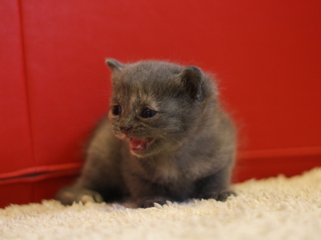 スコティッシュフォールドの子猫画像