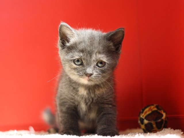 スコティッシュフォールドの子猫画像