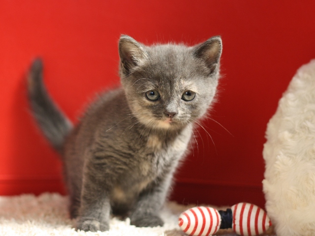 スコティッシュフォールドの子猫画像
