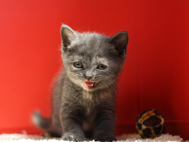 スコティッシュフォールドの子猫画像