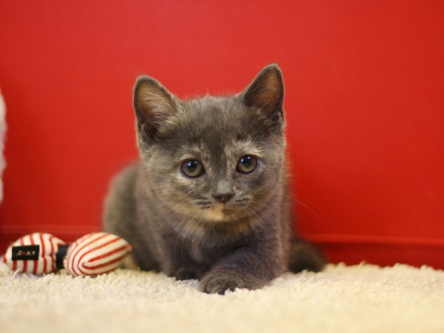 スコティッシュフォールドの子猫画像