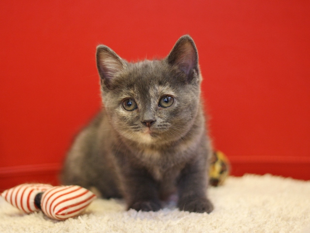 スコティッシュフォールドの子猫画像